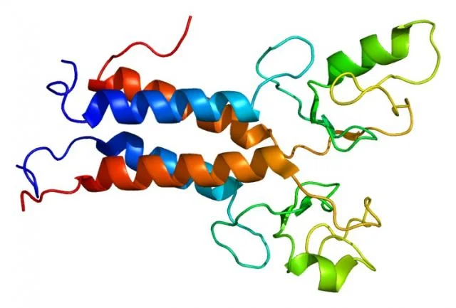 BRCA1遺伝子 (アンジェリーナ・ジョリー遺伝子) の機能を深く解明