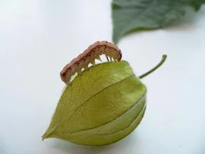 ホオズキが昆虫から身を守る防御化合物を逆に利用する蛾がいた