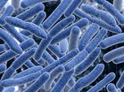 腸内細菌が1型糖尿病の自己免疫過程に影響か