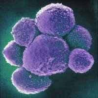 ナチュラルキラー細胞が肺がん感受性の多様性のカギとなるようだ
