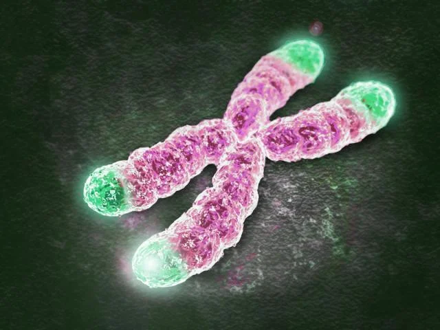 短くなったテロメアの修復を促すTERRA RNA