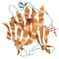 心不全の高リスクと関連するタンパク質が発見される