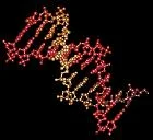 新しい遺伝子オン・オフ手法で、より複雑な合成生物学的遺伝子回路が可能にも