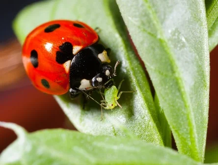 『恐怖の香り』で農作物を害虫から守る新技術がアメリカ化学会秋季大会で発表された