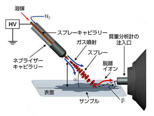 DESI （脱離エレクトロスプレーイオン化）質量分析イメージング