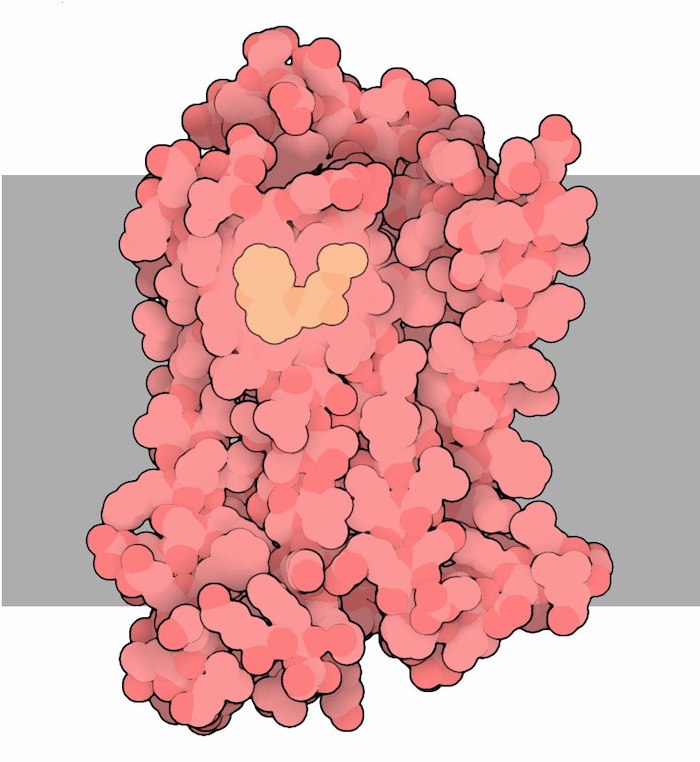 GPCRの構造: 重要な薬物標的の機能の分子的起源を解明
