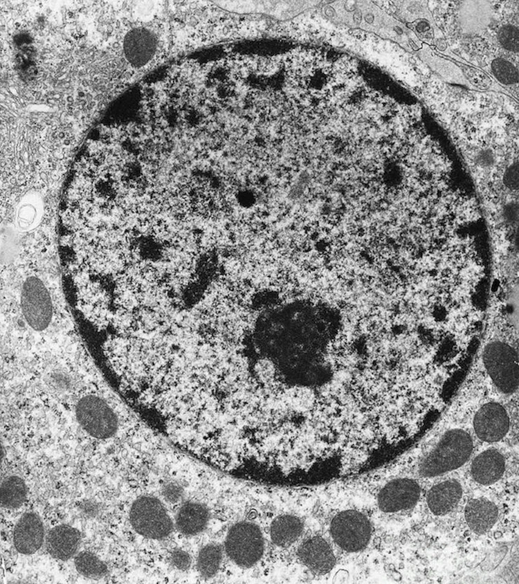 細胞核の力学的構造を初めて可視化する新技術を開発