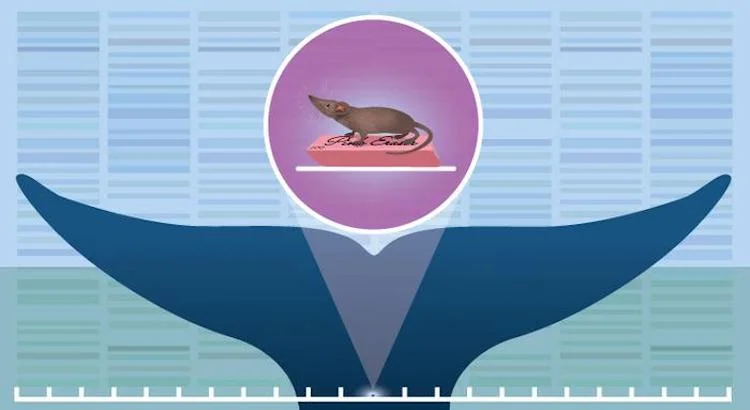 シロナガスクジラとヤマネのゲノム解読：サイズの違いが明かす生物学の謎