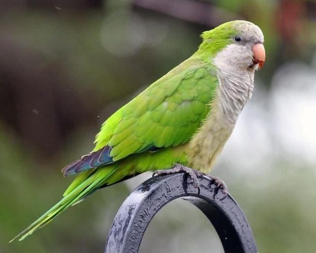 インコには個体を識別するボイスプリントが存在するかもしれない