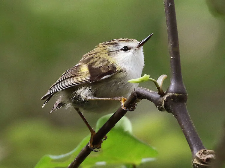 鳥類の音声学習に新たな視点：ティティポウナムの研究
