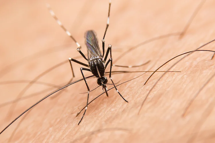 ウエストナイルウイルス重症化の鍵を握る自己抗体—新たな治療への可能性