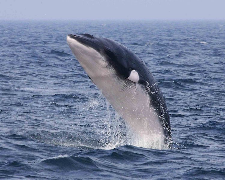 ヒゲクジラ類の聴覚の常識が覆る!ミンククジラが超音波領域を感知する可能性
