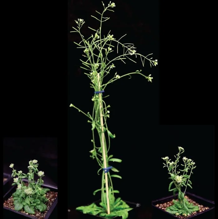 転写因子の新たな役割：植物発生を制御するSTARTドメインの秘密