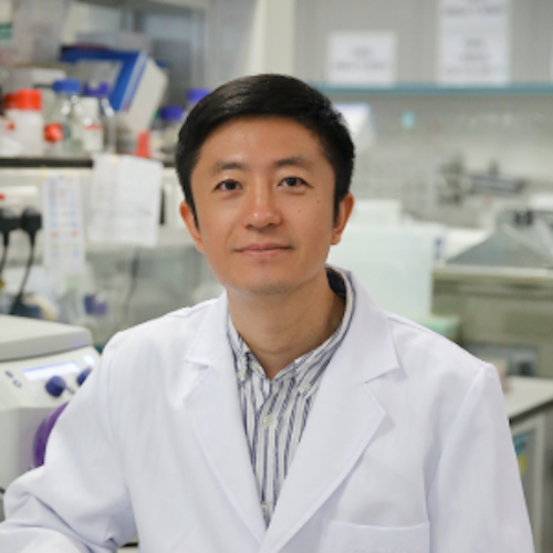 神経幹細胞は脳だけではなかった!手足や肺にも存在、再生医療に新たな希望