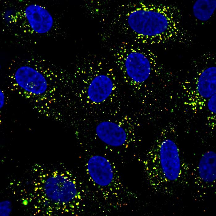デング熱ワクチンはなぜ感染歴で効果が変わる?免疫の「再プログラム」現象を解明