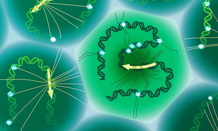 ゲノム変異と疾患の関連解明を加速:新しい単一細胞DNA-RNAシーケンス技術「SDR-Seq」