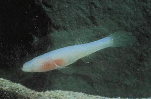 地下のタイムカプセル：盲目の魚が解き明かす、1100万年前の洞窟の歴史