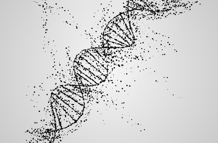 人類進化の新発見!DNAメチル化パターンで脳の発達を追跡