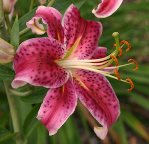 光が鍵!ユリの鮮やかな花色を生み出す分子メカニズムを世界で初めて解明