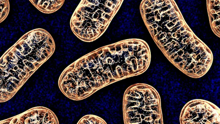 卵黄や大豆成分がミトコンドリアを救う？ホスファチジルコリンと健康長寿の最新科学