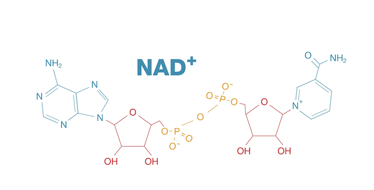 アルツハイマー病の記憶を取り戻す?天然分子「NAD⁺」が拓く新たな治療への光