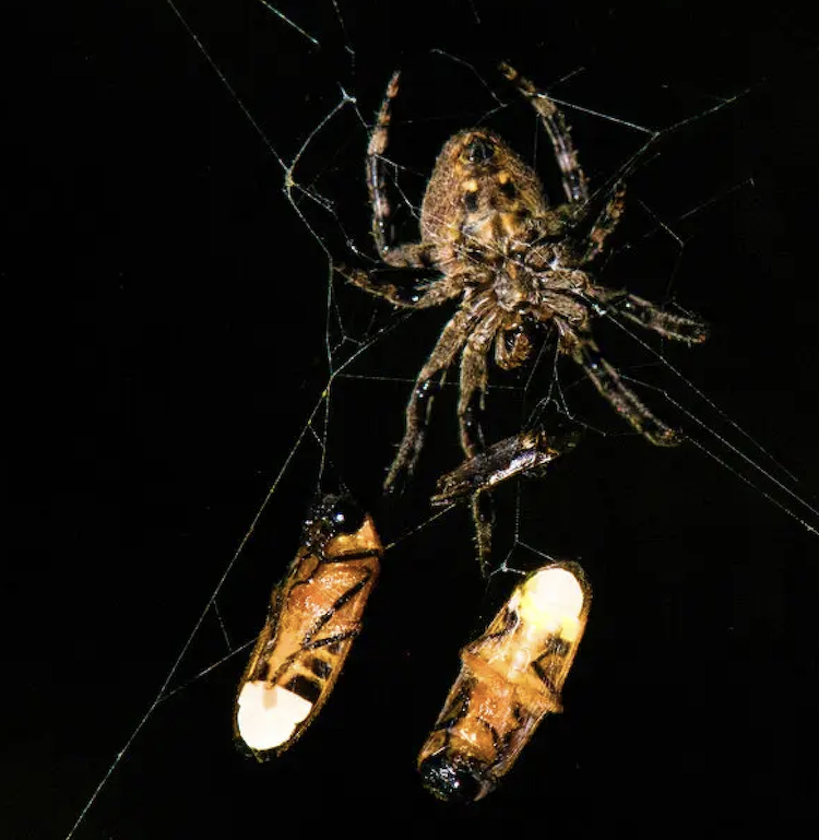 クモの賢い罠:捕らえたホタルを「おとり」にして、さらに獲物を誘い込む驚きの生態