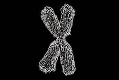 X染色体がヒトの体質に与える影響とは?GWAS解析の新事実