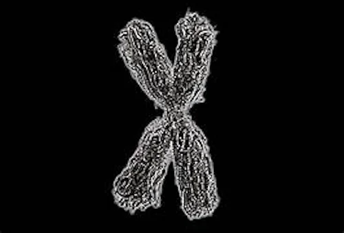 X染色体がヒトの体質に与える影響とは？GWAS解析の新事実