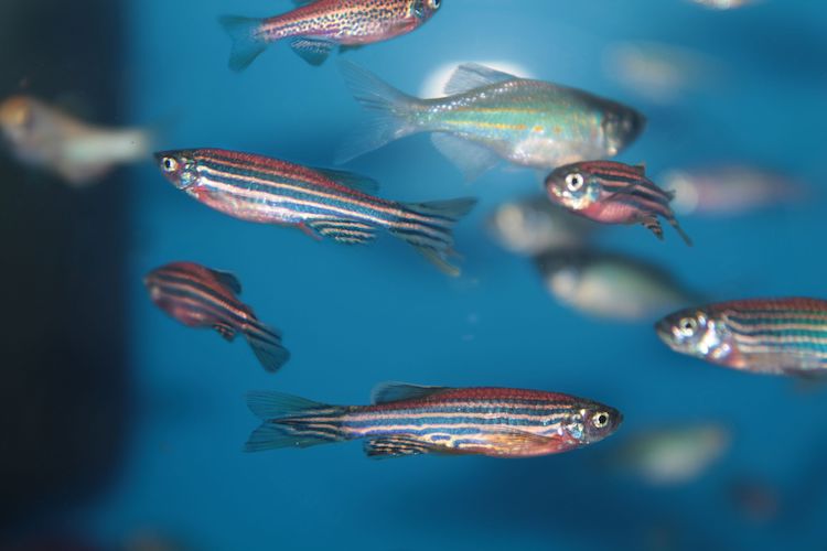 ゼブラフィッシュが示す脊髄再生の秘密—ヒトの脊髄損傷治療の新たな手がかり