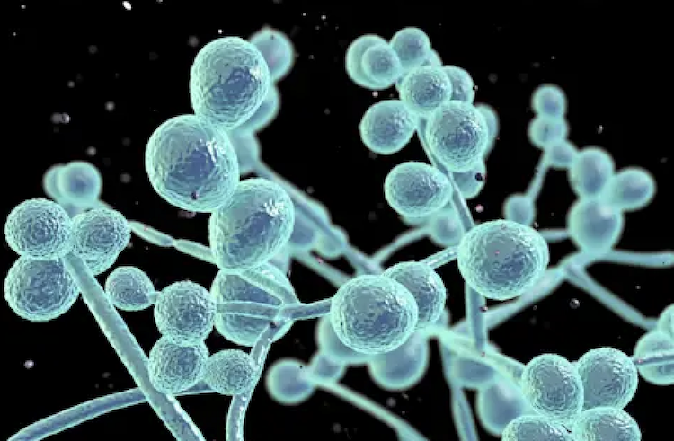 腸内のカンジダ菌、定着の鍵は「毒素」だった?日和見感染予防の新たな標的