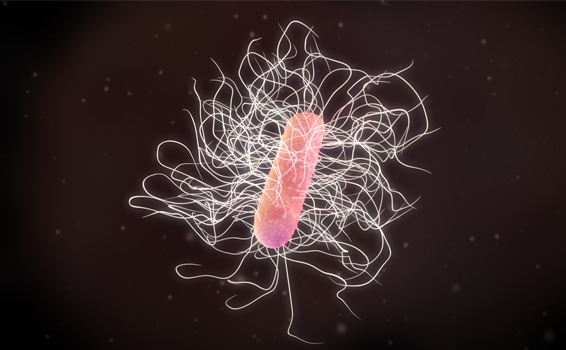 個別化モデルが拓く未来:腸内細菌「C. diff」の感染リスクを予測し、あなたに合ったプロバイオティクスで予防