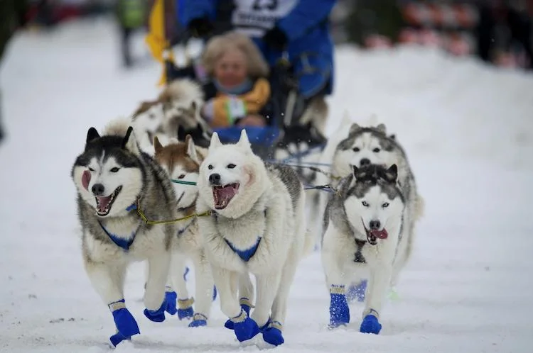 北極圏そり犬の遺伝史を解明：シベリアン・ハスキーの起源と血統