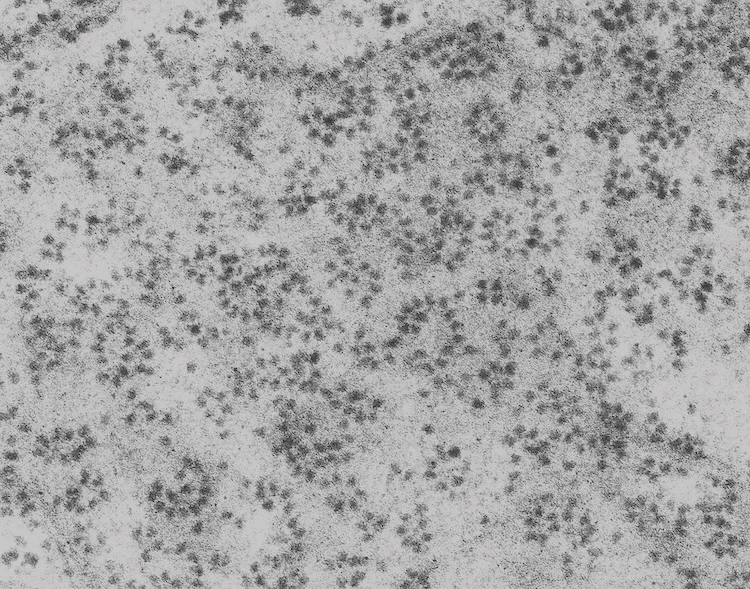 「ただの機械」ではなかったリボソーム。その多様性が生命の鍵を握る