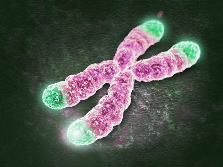 DNAの「保護キャップ」を守る新発見！タンパク質RPAが難病解明の鍵に